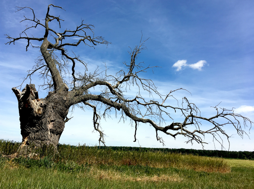 Bäume - Annette Ludwig