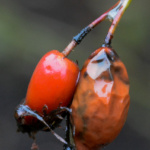 Im Nahbereich - Detlef Richter