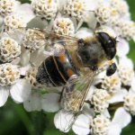 Im Nahbereich - Monika Eckstein