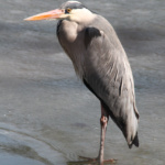 Im Nahbereich - Peter Hoyer