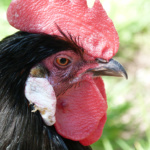 Im Nahbereich - Petra Irmer