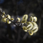 Im Nahbereich - Sylvia Börner