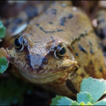 Annette Ludwig - Die Kröte