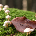 Frank Galinsky - Pilze