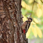 Klaus Bombach-Buntspecht