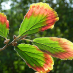 Petra Irmer -Herbstfarben