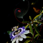 Thomas Dittrich - Passion filigran