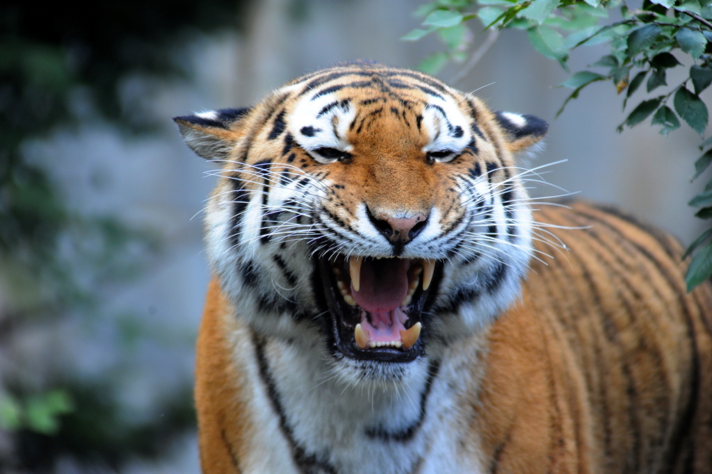 DSC_3157 Tieger Foto-R. Rudolph