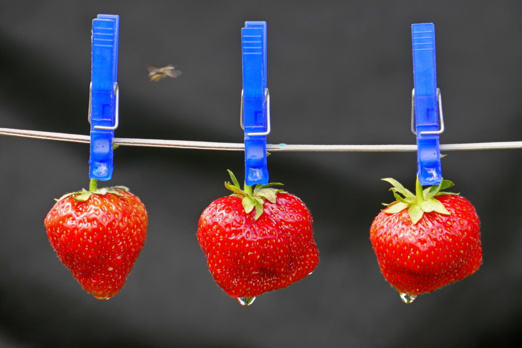 Erdbeerwäsche Foto-R. Rudolph