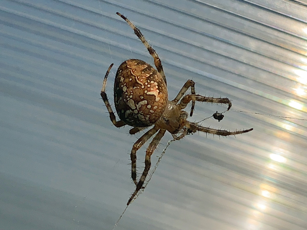 Spinne Foto Peter Hoyer