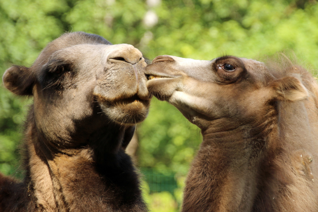 Tierliebe Foto Peter Hoyer