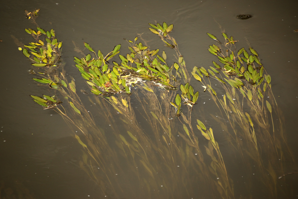 Wasserpflanze Foto Peter Hoyer