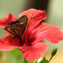 Foto Thomas Dittrich Foto Thomas Dittrich