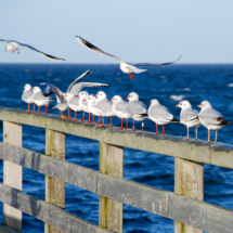 Pause- Foto Sylvia Börner Pause- Foto Sylvia Börner