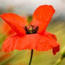 Elke Bombach - Im Wind