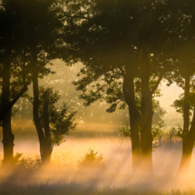 Sommermorgen - Foto Klaus Bombach Sommermorgen - Foto Klaus Bombach