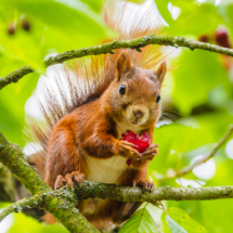 Klaus Bombach- Obsttag