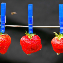 Rudolph, Rolf -Erdbeerwäsche