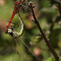 Libelllenrad - Foto Thomas Dittrich Libelllenrad - Foto Thomas Dittrich