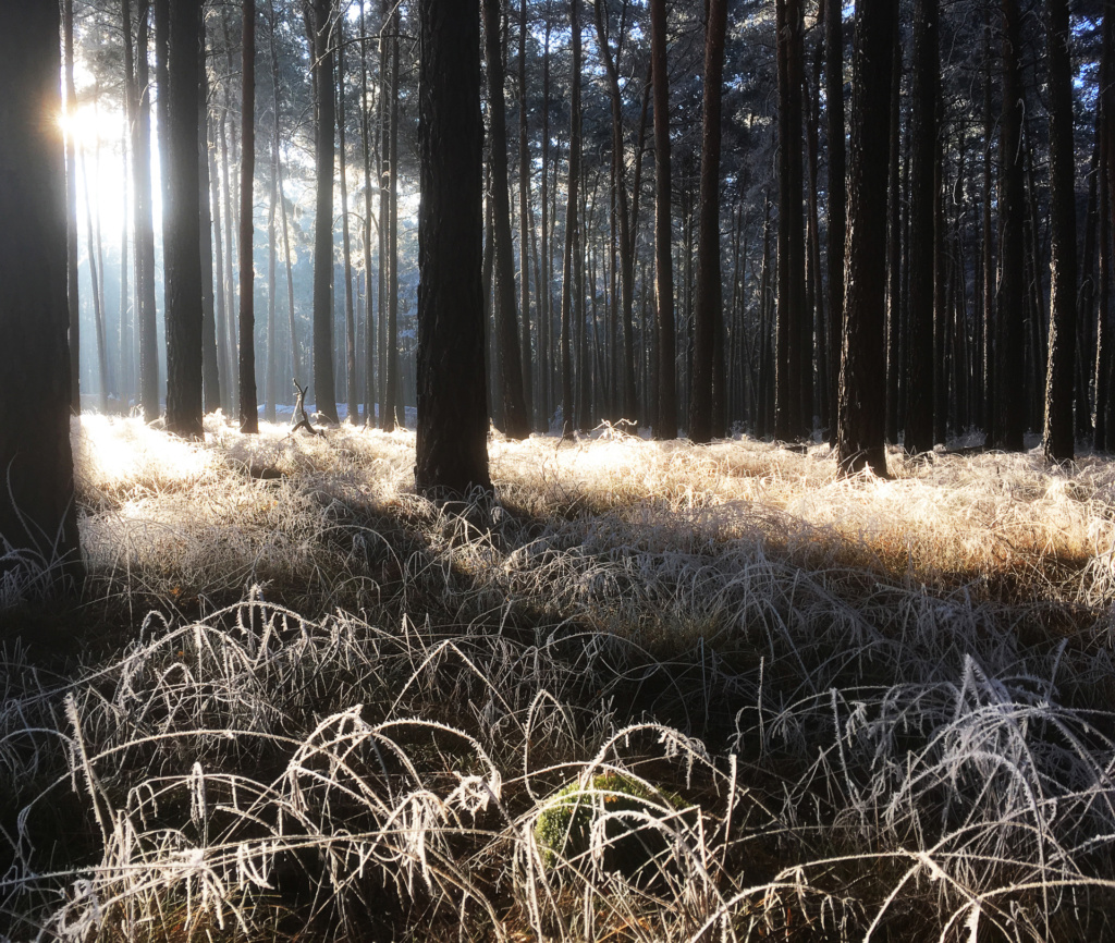 Winterwald - Foto Frank Galinsky