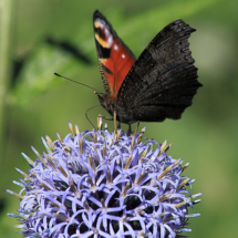 Foto Thomas Dittrich Foto Thomas Dittrich