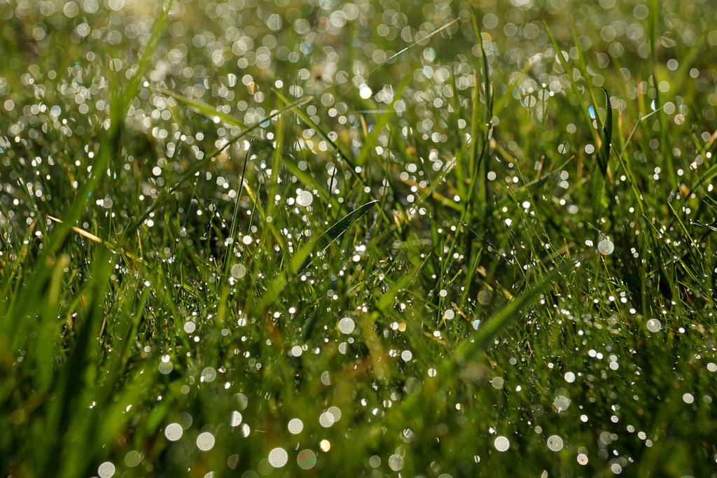 Annette Ludwig - Tau