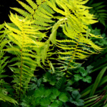 Foto Gunther Galinsky