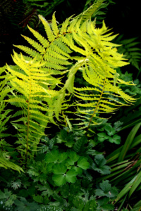 Foto Gunther Galinsky