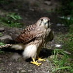 Nestflüchter - Foto Hans-J.Wendel 