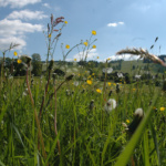 Foto Henning Holschumacher 