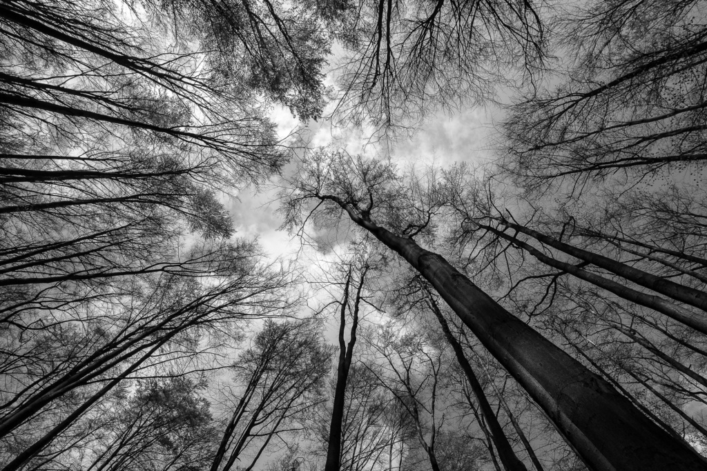 Blick nach oben - Foto Klaus Bombach