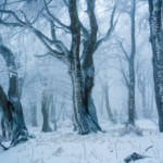 Geisterbuchen - Foto Klaus Bombach