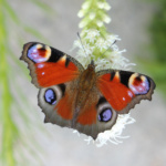 Foto Monika Eckstein