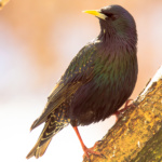 Frühlingsstar - Foto Dr. Udo Seltmann 