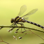 Foto Steffen Schmidt