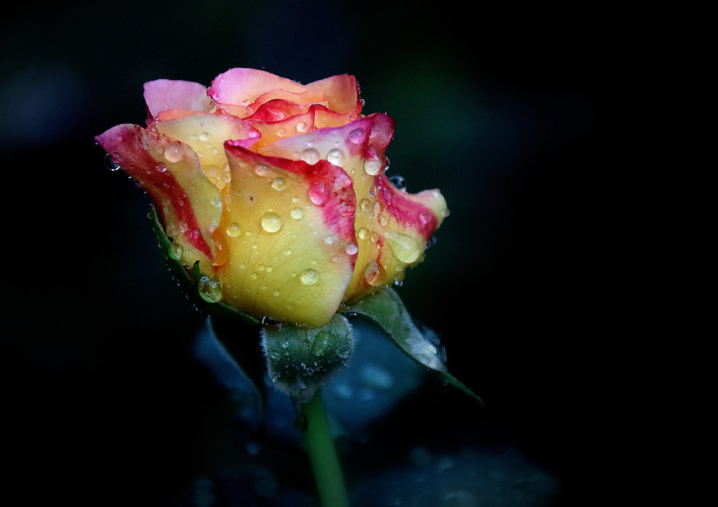 Thomas Dittrich - Regennass