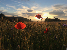 Mohn Foto Katharina Leist