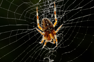 SpinnenTier Foto Thomas Dittrich